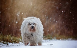 Картинка собака, осень, снег