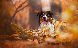 Картинка собака, осень, взгляд, друг