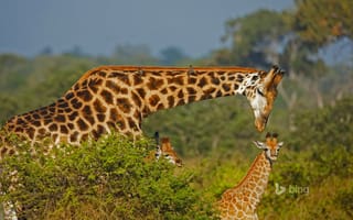 Картинка жираф, Африка, семья