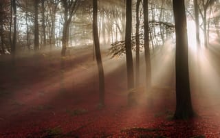 Картинка лес, осень, свет, утро
