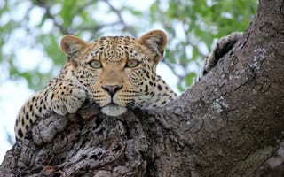 Картинка дерево, leopard, sight, взгляд, леопард, отдых, rest, tree