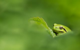 Картинка лягушка, природа, зелень