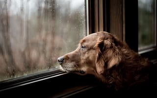 Картинка собака, грусть, взгляд, друг, дом, окно, ожидание