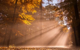 Картинка осень, свет, лес