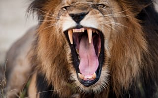 Обои fury, head, lion, teeth