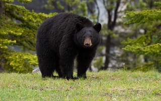 Картинка барибал, лес, медведь, чёрный медведь