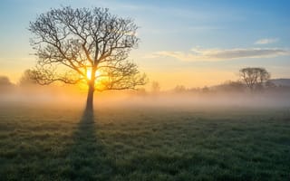 Картинка утро, туман, дерево