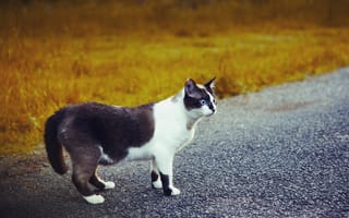 Картинка кошка, дорога, чёрно-белая, взгляд, голубоглазая