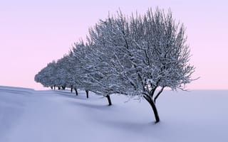 Обои зима, деревья, снег