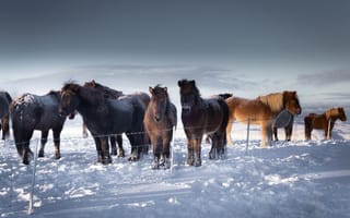 Картинка Iceland, зима, кони, снег