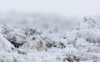 Картинка заяц, зима, природа