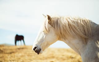 Обои лошадь, белый, конь