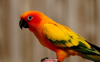 Картинка птица, попугай, оранжевый