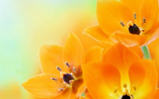 Картинка цветы, оранжевые тюльпаны, orange tulips, flowers