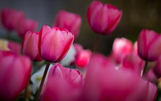 Картинка тюльпаны, весна, поле, цветы