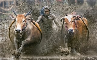 Картинка cow race, sport, Indonesia