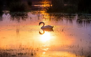 Картинка лебедь, грация, свет, солнце, водоем, отражение