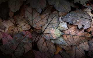 Картинка листья, природа, осень