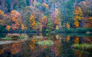 Картинка Грейсон Вэлли, лес, США, деревья, отражение, озеро, Алабама, осень