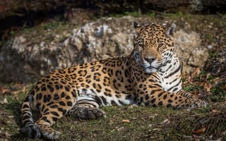 Картинка ягуар, дикая кошка, лежит, отдых, хищник
