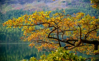 Картинка горы, осень, ветка, деревья, склон, листья, озеро