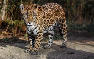 Картинка ягуар, пятна, дикая кошка, морда, хищник