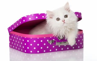 Картинка кошка, пушистый, чемодан, котёнок, белый