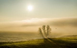 Картинка утро, туман, птица, дерево