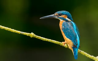 Картинка bird, branch, nature, colors, kingfisher