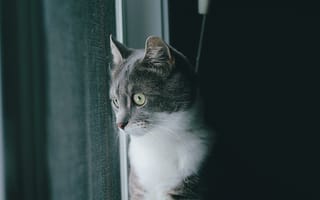 Картинка кот, шерсть, серый