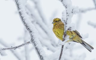 Картинка Обыкновенная овсянка, зима, снег, птица