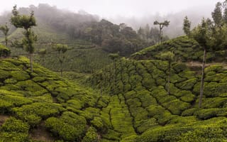 Картинка Идукки, горы, чай, плантация, деревья, Индия, Керала, туман