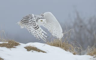 Картинка сова, белая, полярная, зима