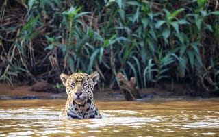 Картинка ягуар, Бразилия, река, кошка, Куяба, Пантанал