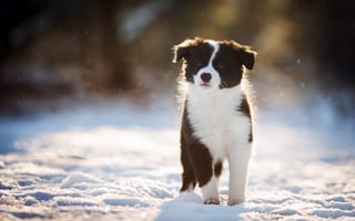Картинка собака, взгляд, зима, снег, друг