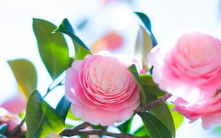 Картинка камелия, Camellia, листья, бутон, лепестки, нежность, розовая, цветение
