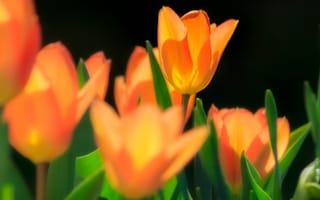 Обои тюльпаны, желтые, цветы, макро, весна