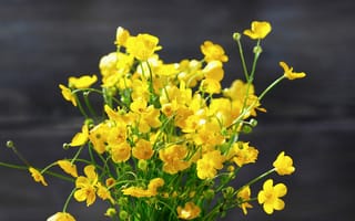 Картинка Лютик, Желтый, Цветы