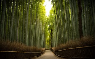 Картинка деревья, дорога, бамбук