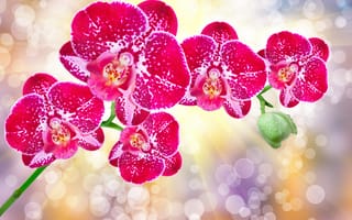 Картинка flowers, цветы, orchid, орхидея