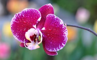 Картинка орхидея, вода, капли, лепестки, роса, цветок