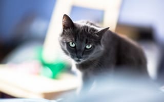 Картинка кот, взгляд, глаза