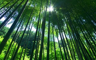 Картинка Природа, растения, лес, бамбук, зелень