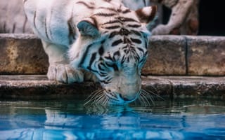 Картинка белый тигр, морда, водопой, дикая кошка, хищник, зоопарк