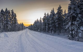 Обои дорога, зима, лес