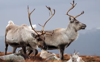 Картинка Reindeer, Cairngorms, природа