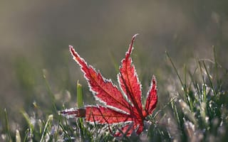 Картинка лист, трава, макро, иней, осень