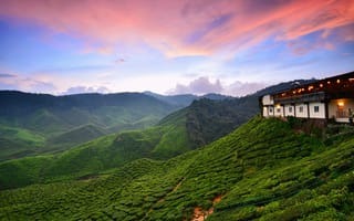 Картинка tanah rata, cameon hills, malaysia