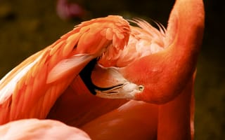 Картинка птица, фламинго, природа