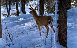 Картинка олень, лес, Ron S. Parker, волки, зима, арт, снег